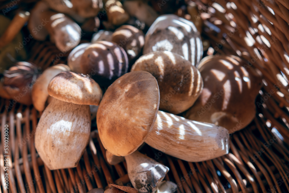 Boletus in a wicker basket. The light shining through the basket illuminates the mushrooms Boletus in a wicker basket. The light shining through the basket illuminates the mushrooms