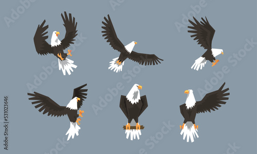 Eagle as Large Bird of Prey with Beak and Broad Black Wings in Different Pose Vector Set