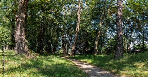 Ścieżka w krajobrazie leśnym idąca przez obszary porośnięte trawami, drzewa w tle pora letnia