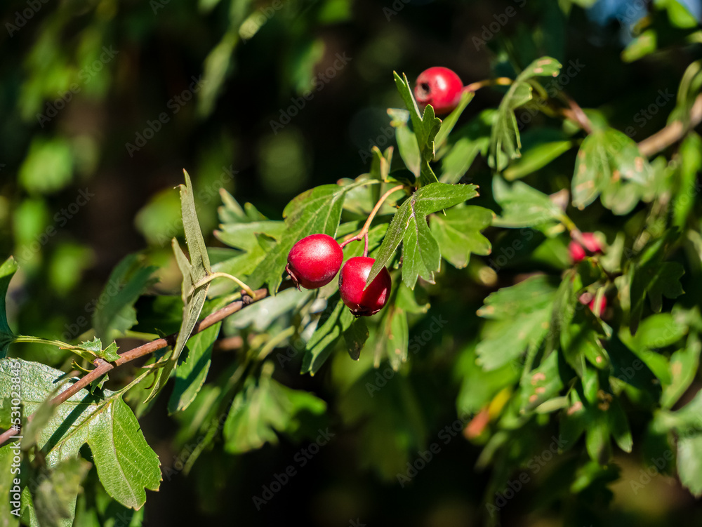 Czerwone owoce rosnące na krzaczku w obszarach zielonych