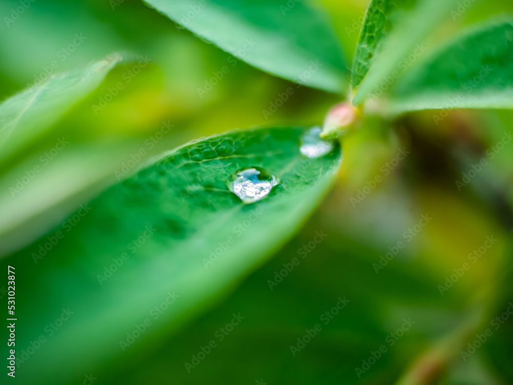 Drobna kropelka wody po deszczu utrzymująca się na małym zielonym listku roślinki w dużym zbliżeni - obrazy, fototapety, plakaty 