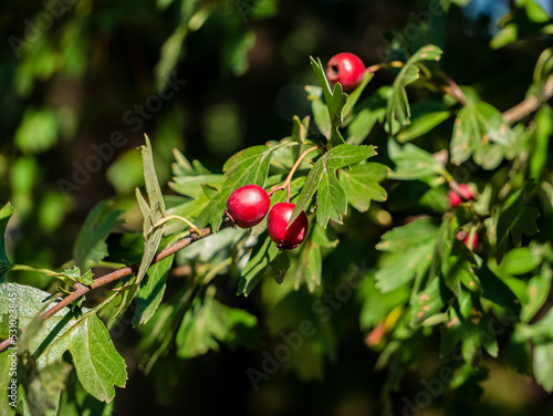 Czerwone owoce rosnące na krzaczku w obszarach zielonych
