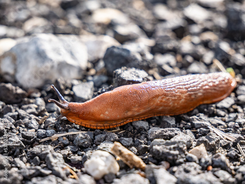 brązowy ślimak bez muszli swobodnie sunący na łonie natury po ciemnych kamieniach w tle drobne jaskrawe kamyczki w porze letniej w zachodniej polsce