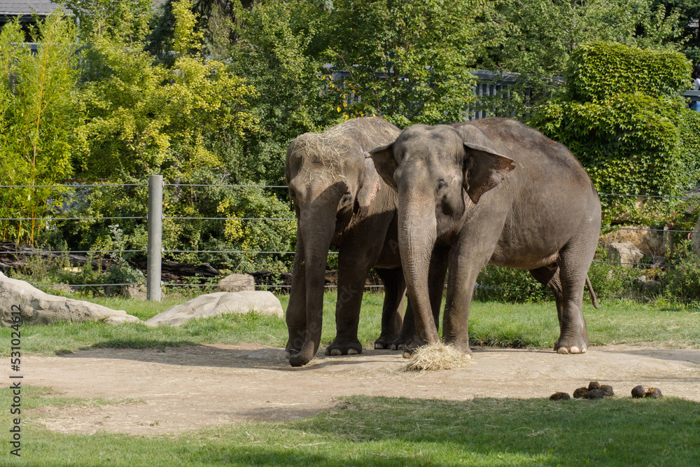 Fototapeta premium Two elephants are eating grass in the zoo. 