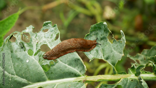 Spanish slug pest Arion vulgaris snail parasitizes on cauliflower leaves Brassica oleracea leaf vegetables crop or cabbage lettuce moving in the garden, eating ripe plant crops invasive photo