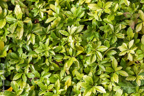 Pachysandra terminalis a spring summer flowering shrub plant with a white summertime flower commonly known as Japanese spurge, stock photo image photo