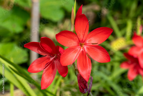 Hesperantha coccinea 'Major' a summer autumn fall flowering plant with a scarlet red summertime flower commonly known as crimson flag lily, stock photo image photo