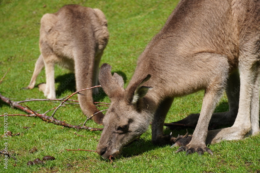 Kangaroo with baby Kangaroo with baby