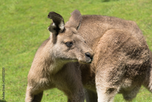 Kangaroo portrait