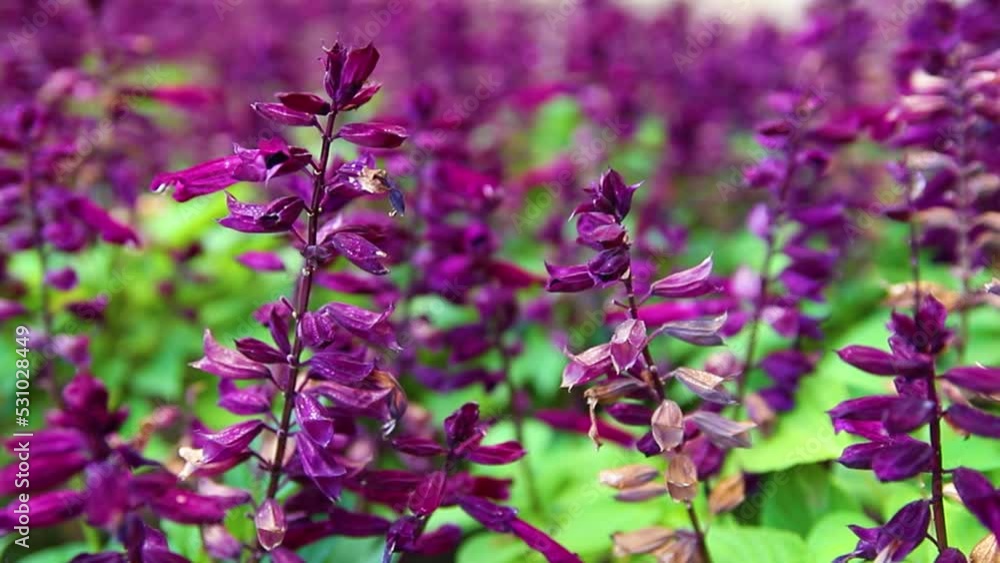 The background or texture of Salvia Sage. Beautiful purple flowers on a flower bed in a botanical garden or in a park. Medicinal plants. Bright sunny day. The background or texture of Salvia Sage. Beautiful purple flowers on a flower bed in a botanical garden or in a park. Medicinal plants. Bright sunny day.