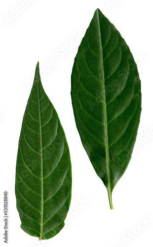 green leaf isolated on transparent background  png file