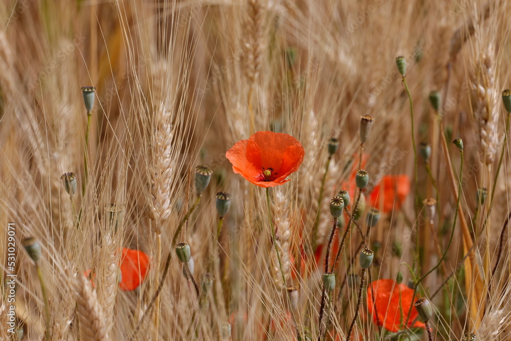 Naklejka premium coquelicot