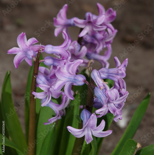 Oriental hyacinth flowers