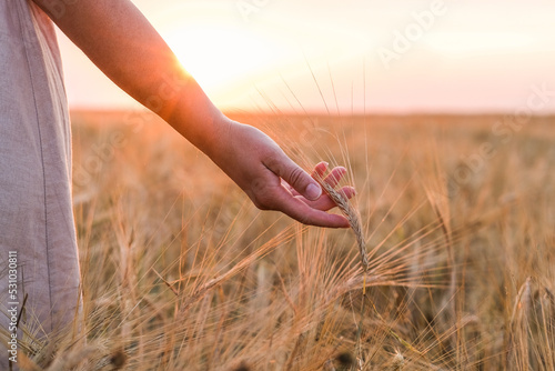 A woman's hand carefully touches ripe rye ears in a field at sunset. Rural life, atmospheric moment