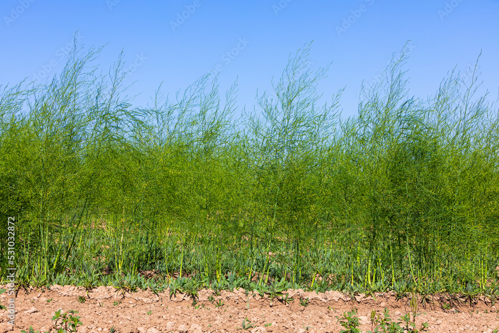 outgrown asparagus field outdoors outgrown asparagus field outdoors