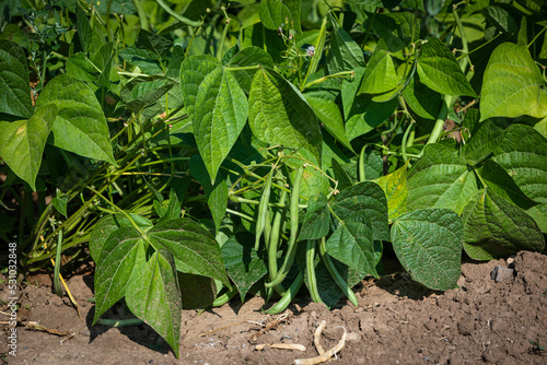 young bush beans grow