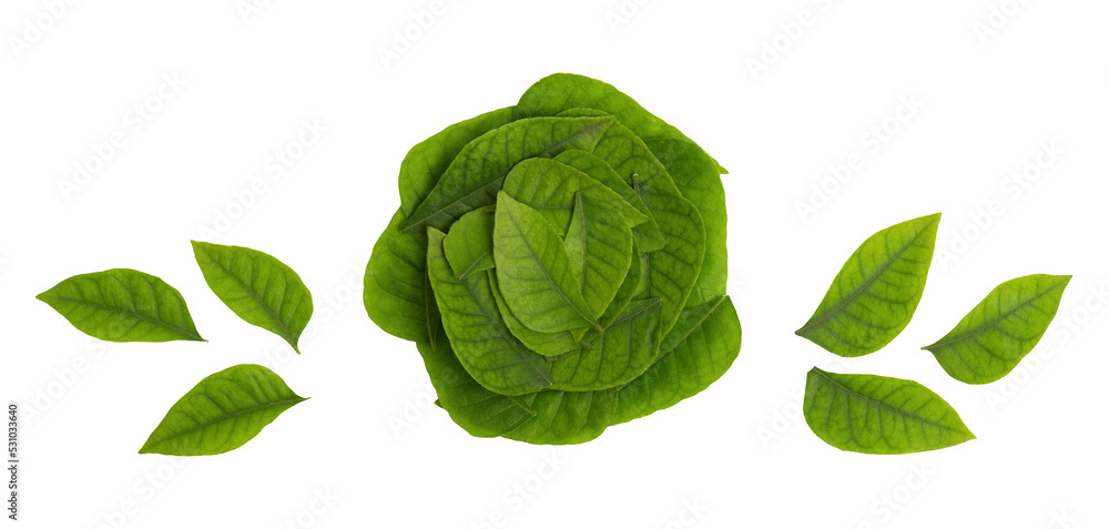 Obraz premium Lime berry or eclipta prostrata branch green leaves isolated on white background.