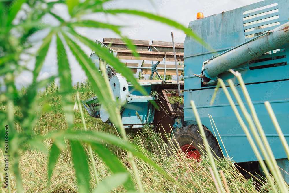 Hemp combine harvester on the farm field collecting cannabis CBD plants for further production and market