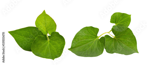 Houttuynia cordata leaves isolated on white backgroun.