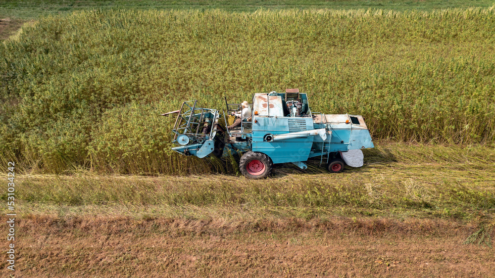 Obraz premium Combine harvester taking off the rich harvest on the industrial hemp plantation, aerial view