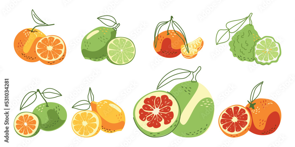 A collection of juicy citrus fruits. Vector illustration in hand-drawn style isolated on a white background A collection of juicy citrus fruits. Vector illustration in hand-drawn style isolated on a white background
