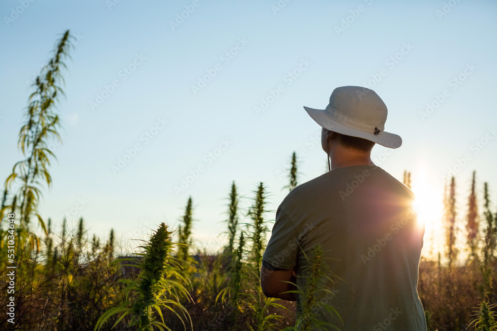 Farmer checking and looking at CBD hemp plants on cannabis plantation field Farmer checking and looking at CBD hemp plants on cannabis plantation field