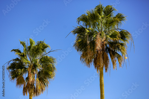 Palm Trees against blue skies