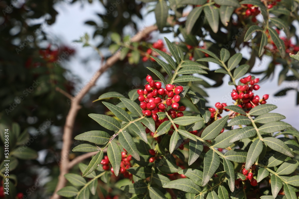 Bright red berries of a shrub on the Adriatic coast