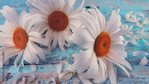 Chamomile flowers falling on light blue vintage wooden photo