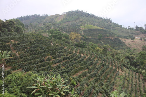 Fotografie Coffee plantation in bolivian mountain jungle