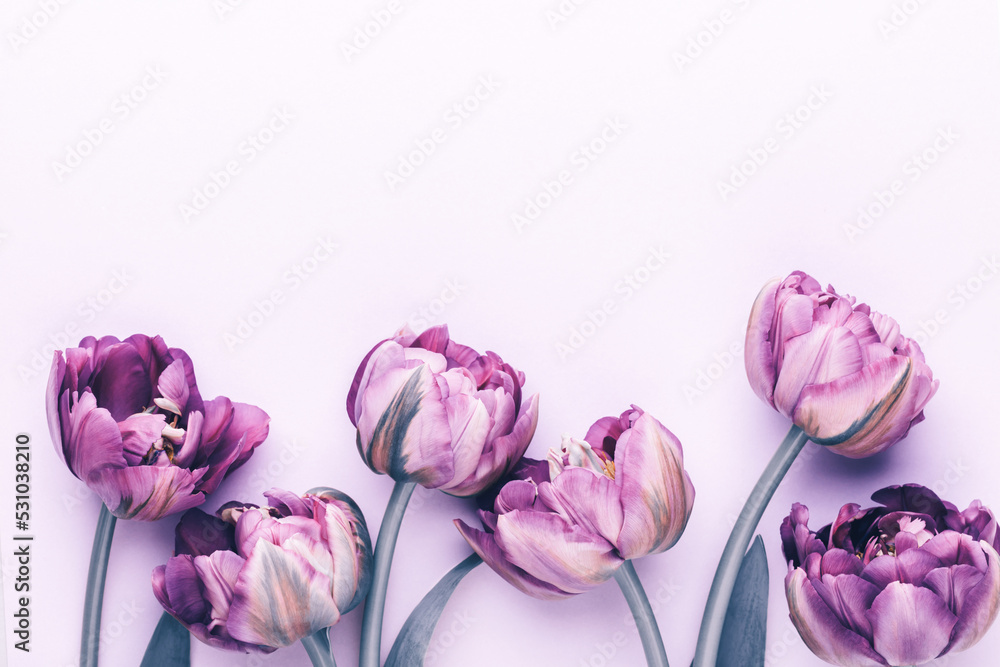 Lilac tulip flowers on pastel background. Lilac tulip flowers on pastel background.