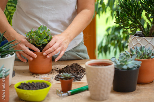 Woman is replanting a plant into a new brown pot. Many plants standing on a table.