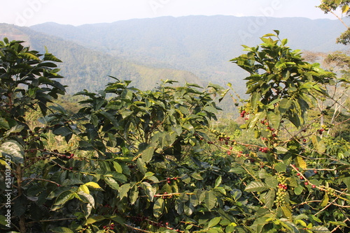 Coffee plantation in bolivian mountain jungle