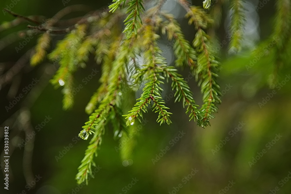 Fir branches in the Karelian forest after the rain.