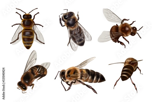 Realistic set of honey bees. Close-up of watercolor honey bees © NNclipart