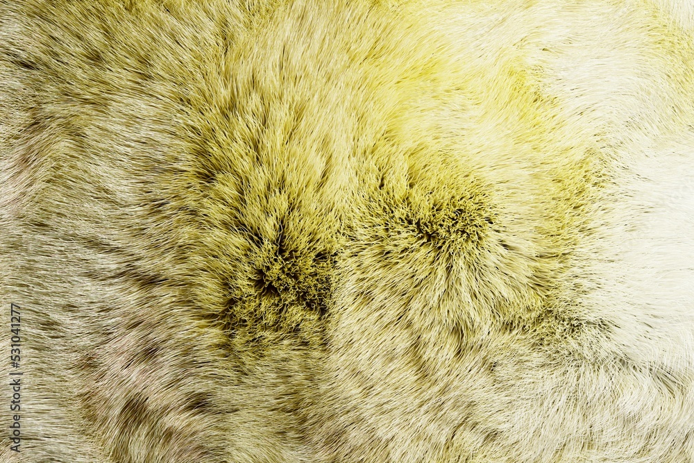 ふわふわした柔らかい毛並み、黄色い毛皮 ふわふわした柔らかい毛並み、黄色い毛皮