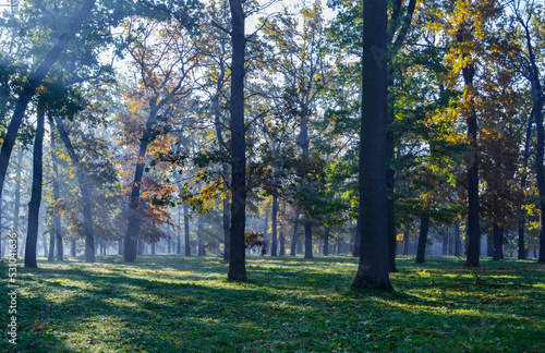 Early morning in autumn park 