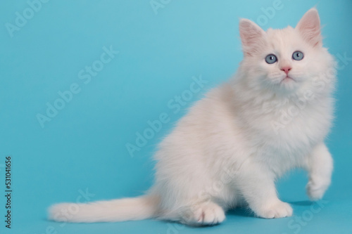 Sibirisches weißes Kätzchen mit hellblauem Hintergrund
