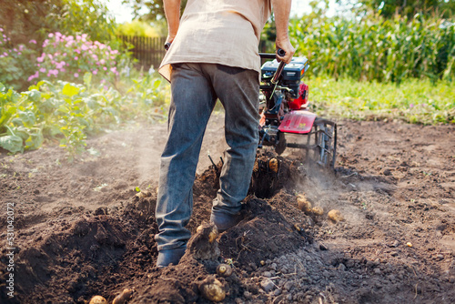 Worker operating small tractor for potato harvesting. Picking fall crop of organic vegetables on rural farm. Agriculture