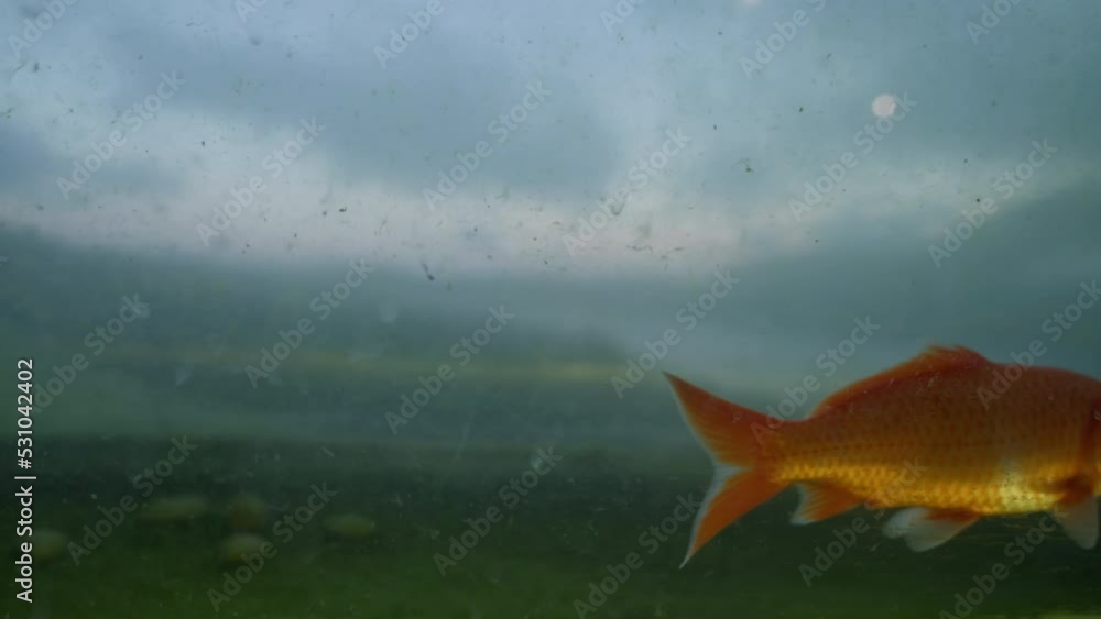 Closeup fish swimming in dirty water behind glass of basin in the
