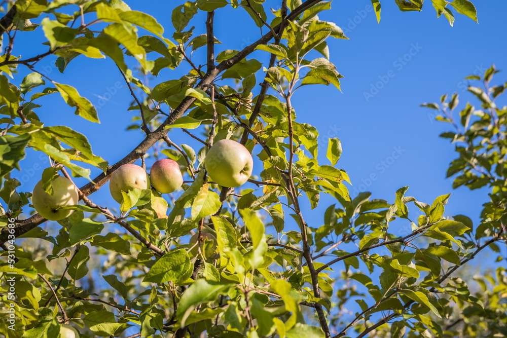 Ripe red-white apples on a branch on a summer day. Small fruits on the lush green trees, fruit ready to harvest.