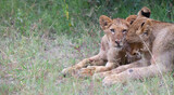 lion cub in the grass, in African Wildlife conservation Area
