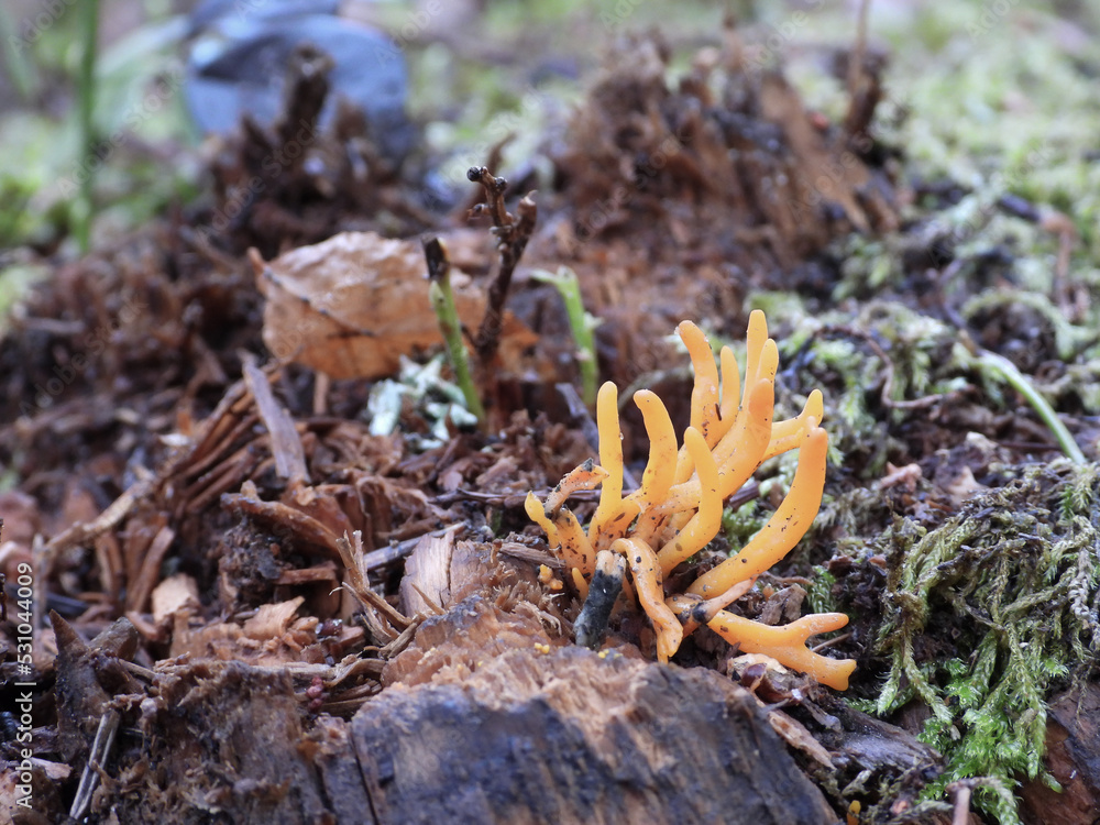 Calocera viscosa,  yellow stagshorn,  a jelly fungus in the forest