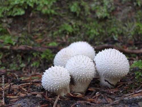 Lycoperdon perlatum, the common puffball, in the forest photo