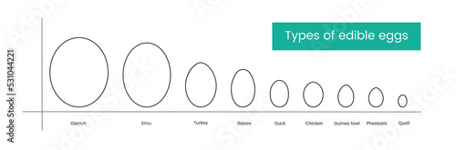 Types of edible bird eggs line icon, vector illustration.