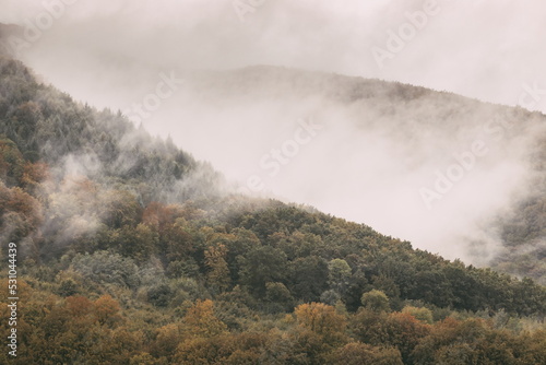 Mountain slope with deciduous forest in fog. Mountain slope on a cloudy overcast morning. Misty mountains in summer. Beautiful cloudy morning in the mountains. Carpathians. Ukraine
