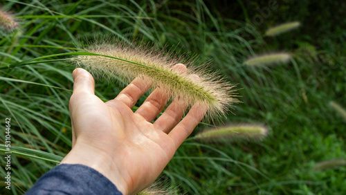 hand-supported Setaria viridis photo