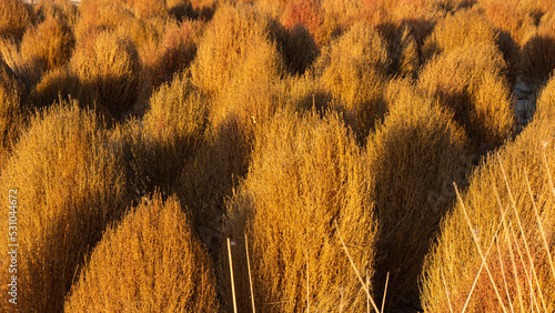 Bassia scoparia in the sunset
