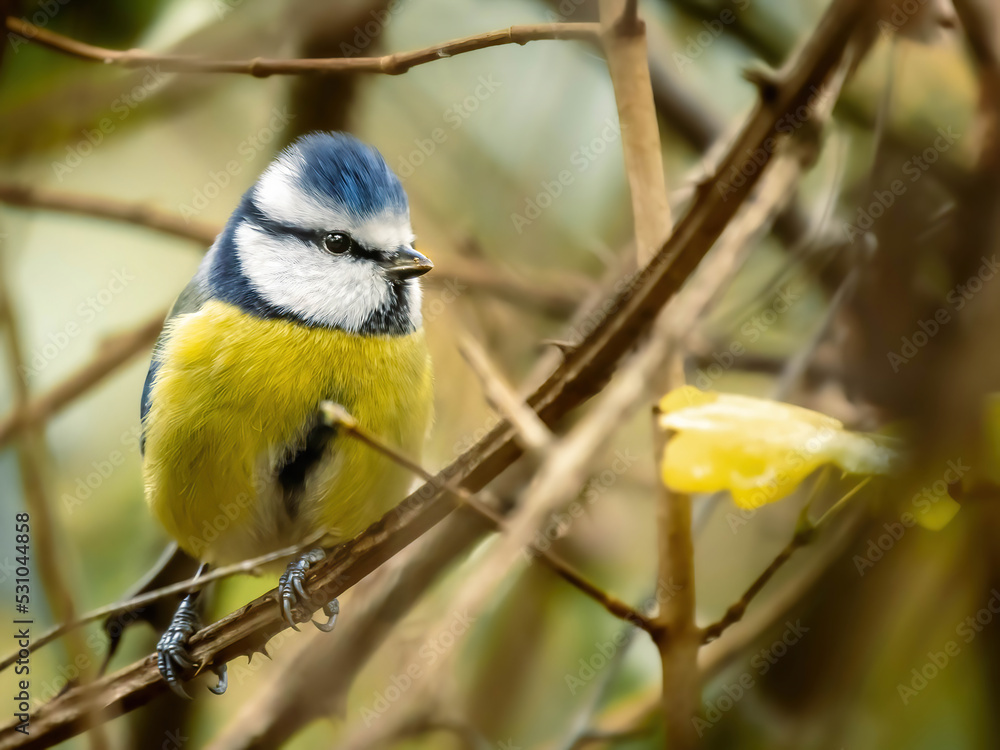 Fototapeta premium cinciarella nascosta