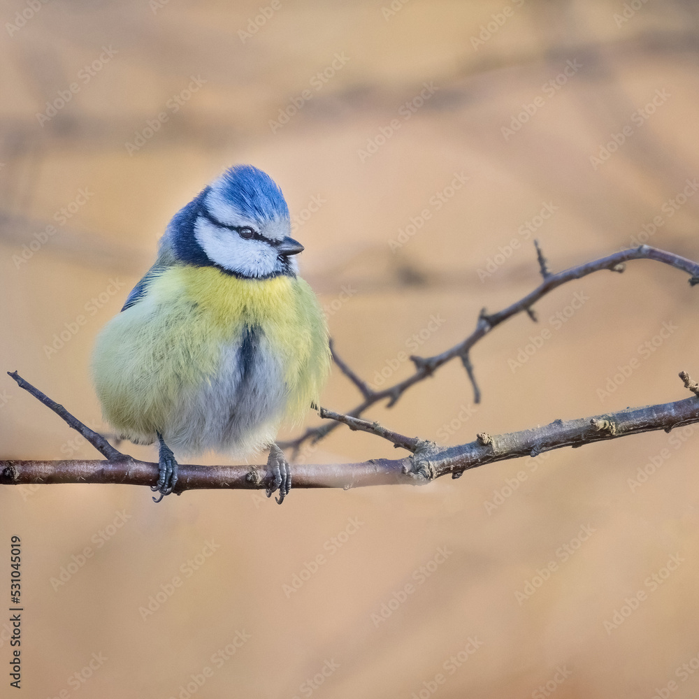 Obraz premium cinciarella in posa